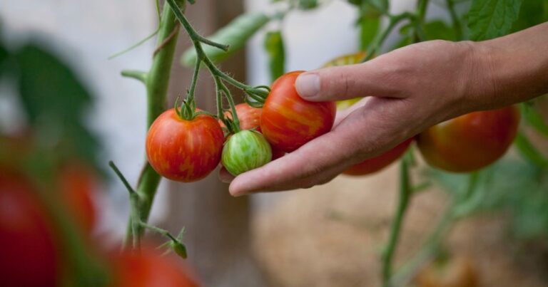 Jardinage : l’ingrédient secret pour vos tomates se cache dans votre poubelle ! 5 Normal 2026 06 26T073010.816 768x403 1