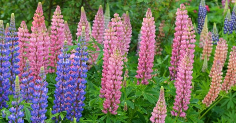 Le lupin : une plante magnifique dans le jardin, succulente dans l’assiette 17 Normal 2026 06 29T083947.883 768x403 1