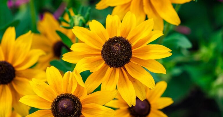 Jardinage : le Top 7 des fleurs autonomes qui bossent à votre place tout l’été 11 Normal 40 768x403 1
