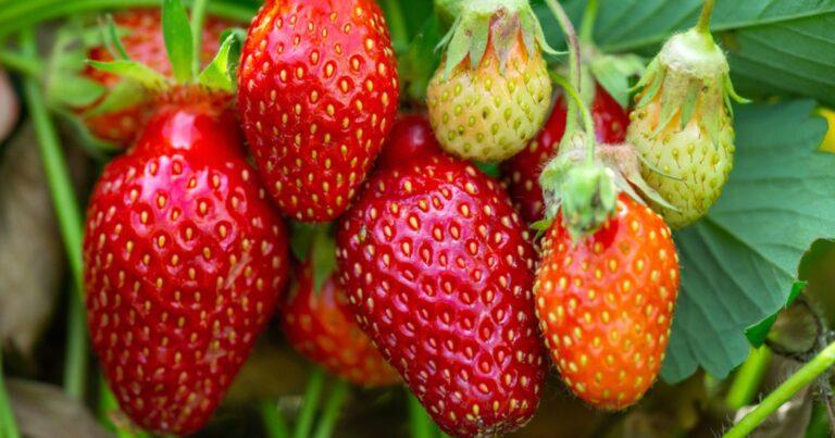 Récoltez deux fois plus de fraises grâce à ce réflexe tout simple 8 Normal 41 768x403 1