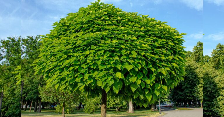 Canicule : découvrez les 3 arbres à croissance fulgurante pour sauver votre jardin de la fournaise 10 Normal 45 768x403 1