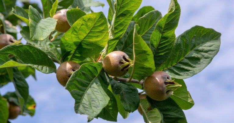 Plantez cet arbre fruitier en juillet et récoltez dès l’an prochain ! 7 Normal 48 768x403 1