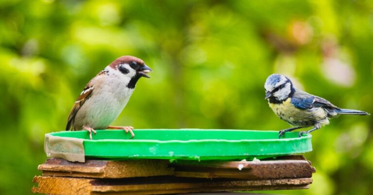 Canicule 2026 : comment sauver les oiseaux de la déshydratation ? 19 Normal 55 768x403 1