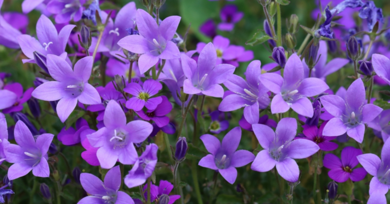 Plantes vivaces : le secret incontournable pour un jardin coloré et ultra-résistant 8 Normal 768x403 1