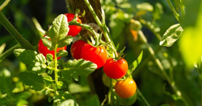 Tomates : l’exposition idéale pour des récoltes record cet été 23 Normal 8 768x403 1