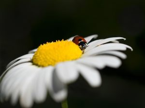 annabel p ladybug g6abf804f6 640