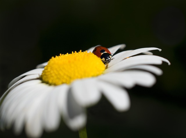 annabel p ladybug g6abf804f6 640