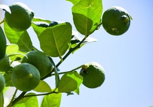 balouriarajesh lemon g45d3c7ae5 640