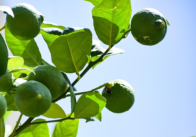 Faire pousser un citronnier ou un oranger au jardin ou sur son balcon 1 balouriarajesh lemon g45d3c7ae5 640