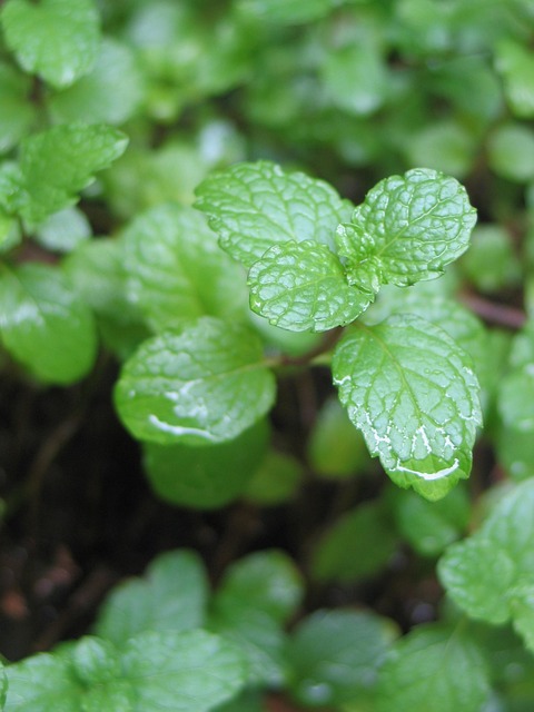 5 herbes aromatiques bonnes à manger et bonnes pour la santé 11 col8nic good grass gabd9a42a3 640