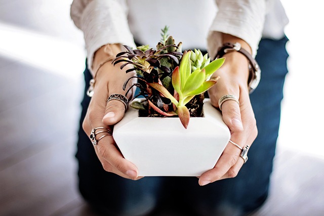 Pot du druide : l’eau aromatisée magique des enfants 1 dompixabay succulents g98b6e6546 640
