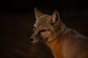 jecqan corsac fox gd77a9274a 640