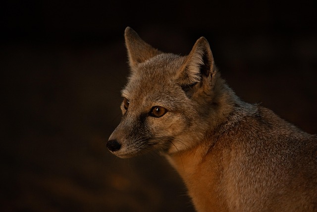 8 mammifères à observer la nuit 1 jecqan corsac fox gd77a9274a 640