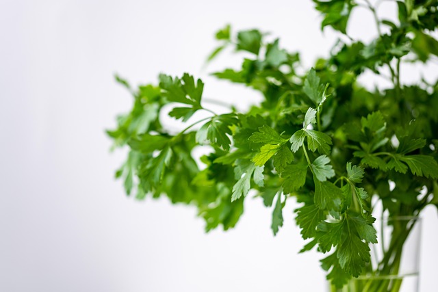 La coriandre fraîche en cuisine : nos recettes originales 16 ka re parsely g2cb723a12 640