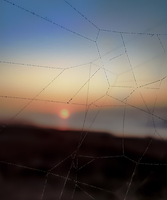 Piqûres de taon : les éviter, les soulager 26 kou art sunset gaa8ab2094 640