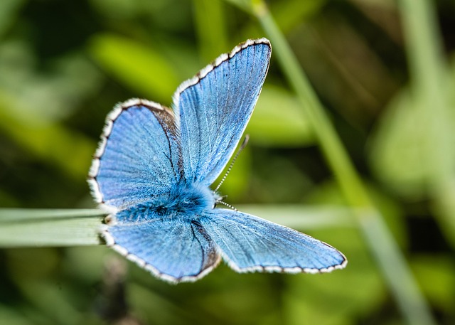 Dans la famille biodiversité ordinaire, protégeons le grillon 23 lgmedia04 blue butterfuly g7fe72c23b 640