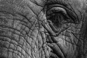 lichtsammler elephant g69db08697 640