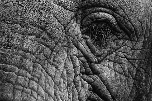 Apportez de la fraîcheur à votre peau avec nos 7 recettes beauté à la menthe 17 lichtsammler elephant g69db08697 640