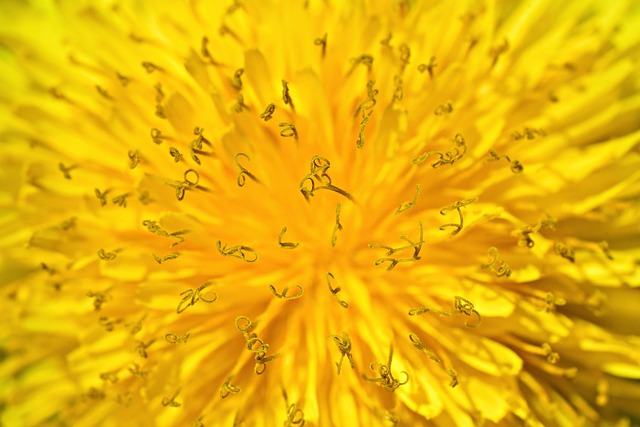 mabelamber dandelion g8a57e572e 640
