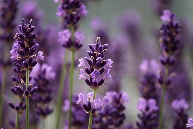 manfredrichter lavenders gf04d2fc1a 640