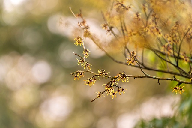 L’hamamélis en cosmétique : le secret naturel pour une peau apaisée et sublimée 19 mariya m witch hazel gd901b0122 640