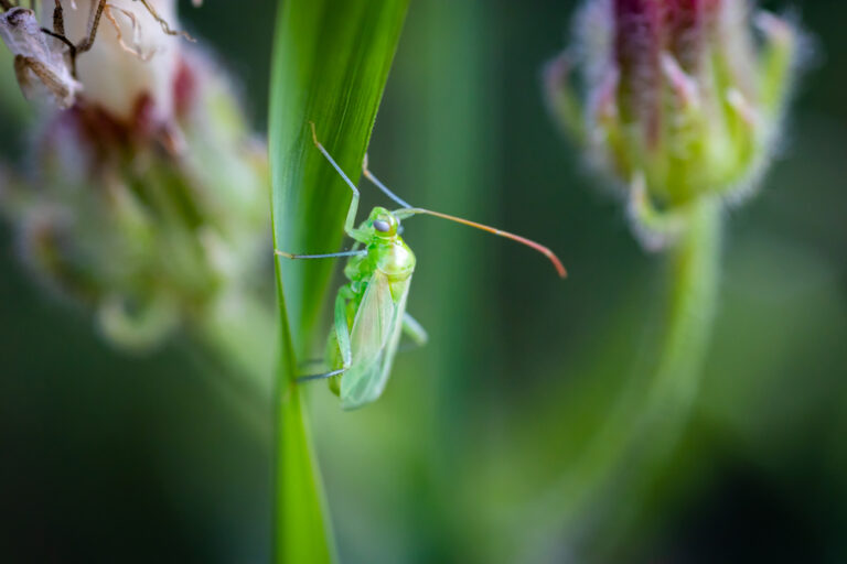 Au potager, éliminez les pucerons grâce aux punaises 18 shutterstock 1832097067 768x512 1