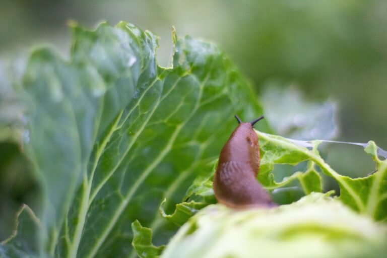 Potager : l’arme secrète et gratuite qui fait disparaître les limaces 36 shutterstock 2658767959 768x512 1