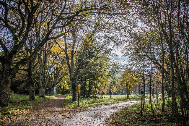 4 façons d’utiliser les feuilles de figuier pour profiter de leurs bienfaits 7 simy27 crossroads gac6852591 640