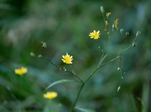 theotherkev wild yellow flower g84ff8382d 640