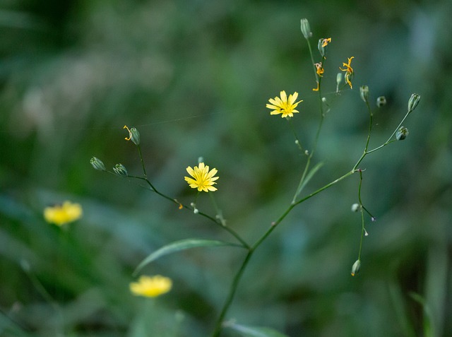 Camping sauvage : les règles à connaître… et à respecter ! 17 theotherkev wild yellow flower g84ff8382d 640