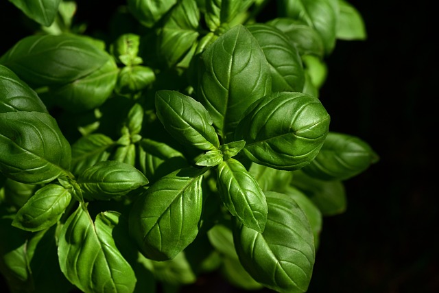 ulleo basil gd7cef7022 640