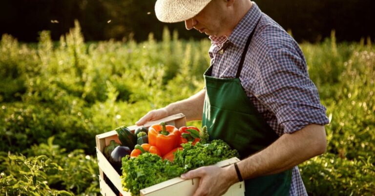 Potager : les 5 signes infaillibles pour récolter au bon moment 4 Normal 2026 08 06T105129.009 768x403 1