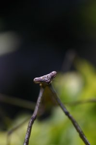 angelic praying mantis g94fb6c894 640