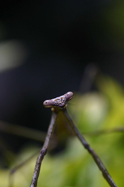 Les mantes religieuses ont adoré la canicule 2 angelic praying mantis g94fb6c894 640