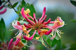 bernswaelz blossom g3cf5a9667 640