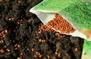 congerdesign seeds g8e020d8a9 640