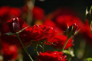 ihtar red g839caecec 640