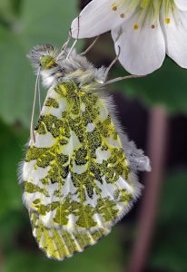 illuvis butterfly g7f851415e 640