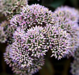 jamesdemers sedum ga99871787 640