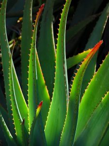 lillolillolillo plant g279675b9a 640
