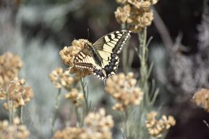 lolo83 swallowtail papilio swallowtail g30f5a5c04 640
