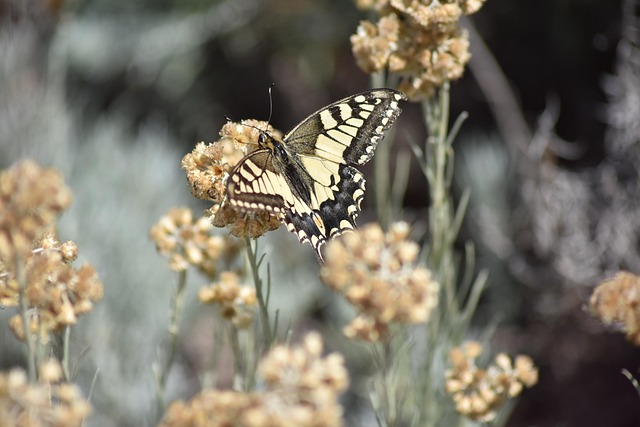 lolo83 swallowtail papilio swallowtail g30f5a5c04 640