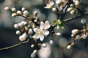 manfredrichter blackthorn ge4b229d8f 640