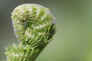 nennieinszweidrei fern gb2cb5afa5 640
