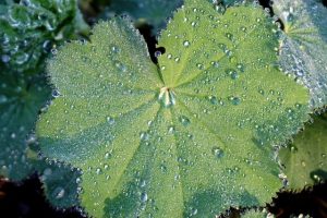 nowaja leaf g618281368 640