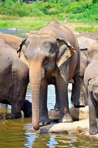 nuzree elephants ged5830c76 640