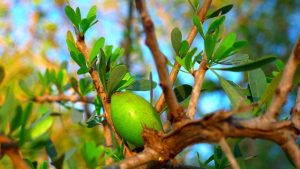 oceanverde argan tree gcb3e6a38a 640