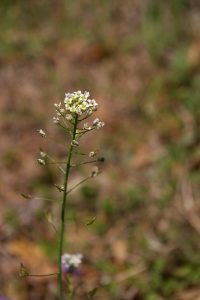 song1young plantain g5fb51bbf6 640