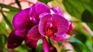 szjeno09190 orchid g049342977 640