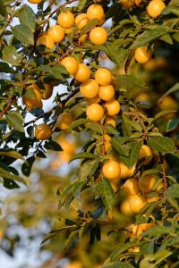 utroja0 mirabelle g0a0801d98 640